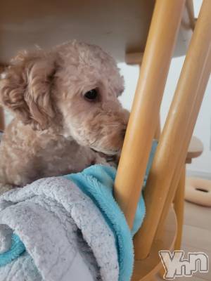 ���ܥ���Х��顦�����club RUDAN(����֥����) ������9��5���̥�֥�����ī�����