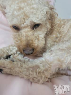 ���ܥ���Х��顦�����club RUDAN(����֥����) ������9��6���̥�֥����֤⤳�⤳����