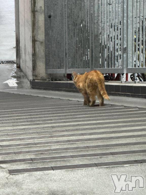 甲府ソープオレンジハウス えるも(22)の8月14日写メブログ「𝚃𝚑𝚊𝚗𝚔 𝚢𝚘𝚞 ᕱ⑅︎ᕱ🦖🦕」