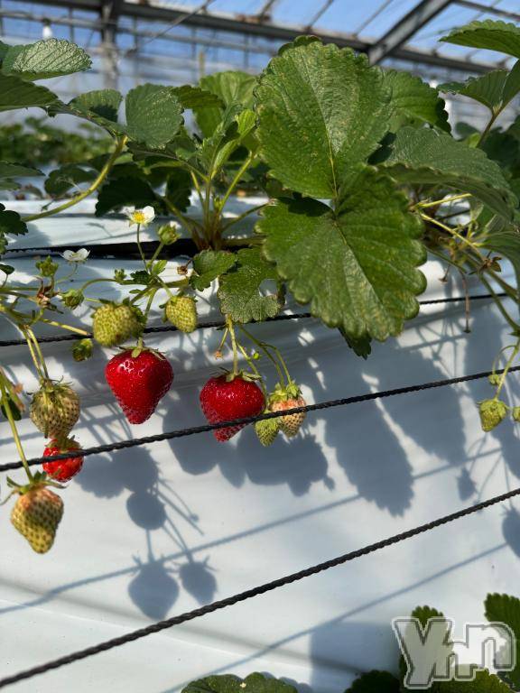 甲府ソープオレンジハウスえるも(22)の2026年3月18日写メブログ「𝕋𝕙𝕒𝕟𝕜 𝕪𝕠𝕦 ❤︎