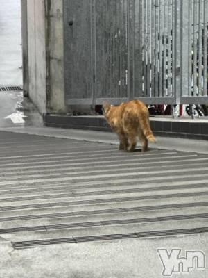 甲府ソープ オレンジハウス えるも(22)の8月14日写メブログ「𝚃𝚑𝚊𝚗𝚔 𝚢𝚘𝚞 ᕱ⑅︎ᕱ🦖🦕」