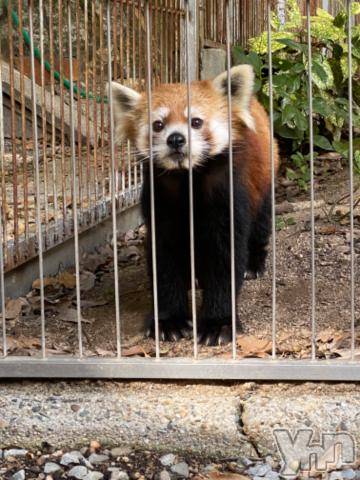 甲府ソープBARUBORA(バルボラ)りお(22)の2023年11月3日写メブログ「残り1枠🎶」