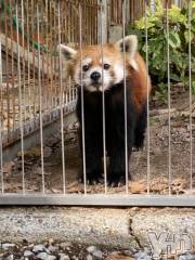 甲府ソープBARUBORA(バルボラ) りお(22)の11月3日写メブログ「残り1枠🎶」