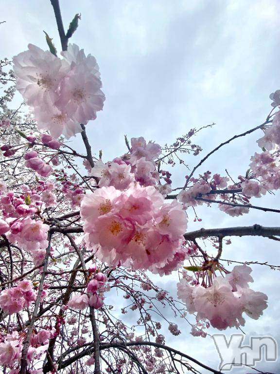 甲府デリヘル甲府回春アロマージュ(コウフカイシュンアロマージュ)七海あい(35)の2025年4月5日写メブログ「🌸咲く」