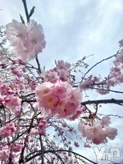 甲府デリヘル甲府回春アロマージュ(コウフカイシュンアロマージュ) 七海あい(35)の4月5日写メブログ「🌸咲く」