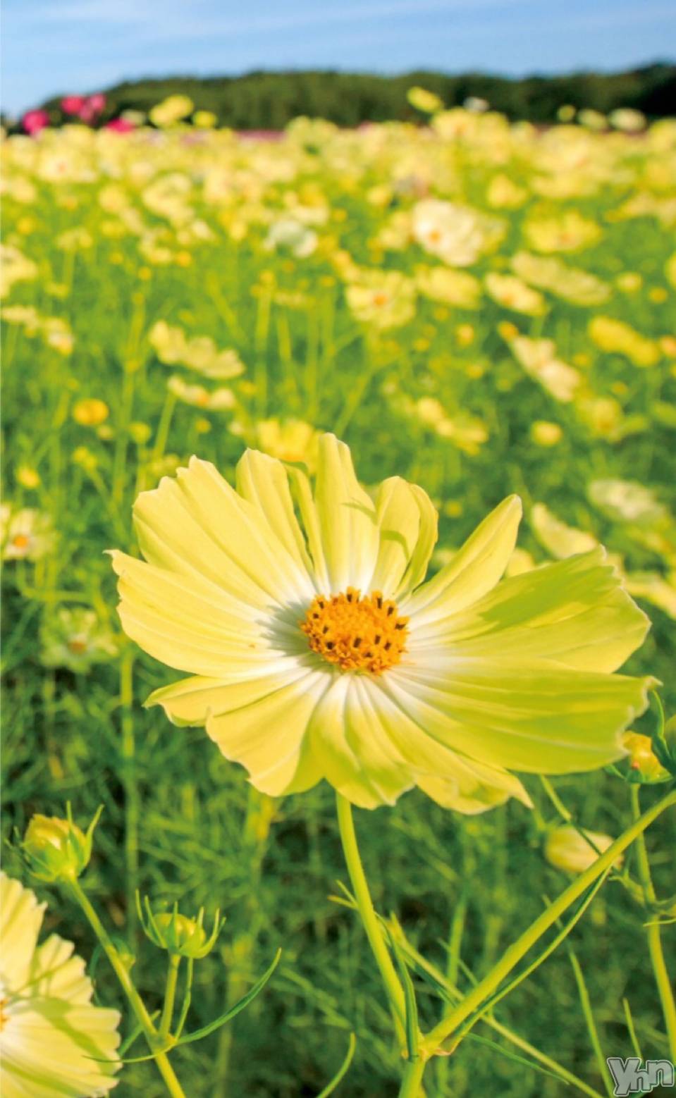 甲府デリヘル甲府人妻隊(コウフヒトヅマタイ)りん(40)の2025年12月3日写メブログ「みおりさんへ」