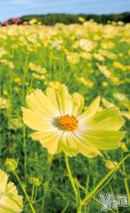 甲府デリヘル甲府人妻隊(コウフヒトヅマタイ) りん(40)の12月3日写メブログ「みおりさんへ」