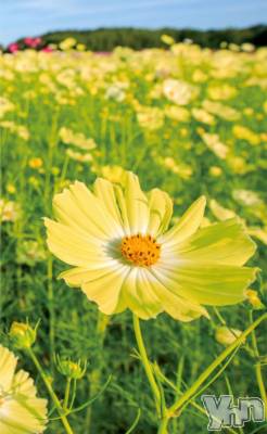 甲府デリヘル 甲府人妻隊(コウフヒトヅマタイ) りん(40)の12月3日写メブログ「みおりさんへ」