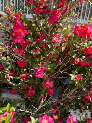 甲府デリヘル 甲府人妻隊(コウフヒトヅマタイ) すみれ(42)の3月11日写メブログ「ありがとうございました(*≧∀≦*)」