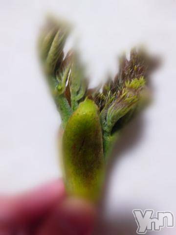 甲府デリヘル山梨デリヘル　絆　甲府店(ヤマナシデリヘル　キズナ　コウフテン) ひなた(29)の4月8日写メブログ「精力剤?」