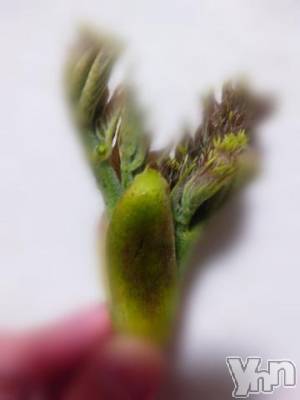 甲府デリヘル 山梨デリヘル　絆　甲府店(ヤマナシデリヘル　キズナ　コウフテン) ひなた(29)の4月8日写メブログ「精力剤?」