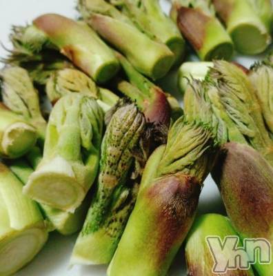 甲府デリヘル 山梨デリヘル　絆　甲府店(ヤマナシデリヘル　キズナ　コウフテン) ひなた(29)の4月10日写メブログ「Heyyou タラの芽」