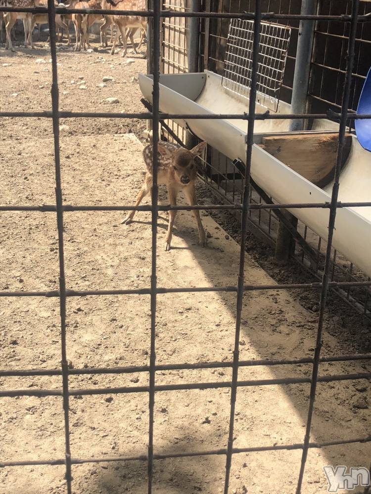 ���ܥ���Х��顦�����CLUB HEARTS(����֥ϡ���) �椢��7��23���̥�֥�����🦌��