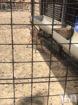 ���ܥ���Х��顦�����CLUB HEARTS(����֥ϡ���) �椢��7��23���̥�֥�����🦌��