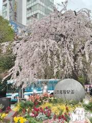 甲府デリヘル甲府人妻隊(コウフヒトヅマタイ) みよこ(52)の4月4日写メブログ「昨日の感謝_(..)_」