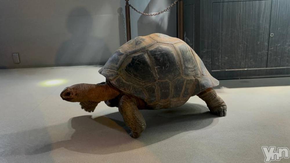 甲府ソープBARUBORA(バルボラ) つむぎ(20)の12月3日写メブログ「ありがとう🐢」