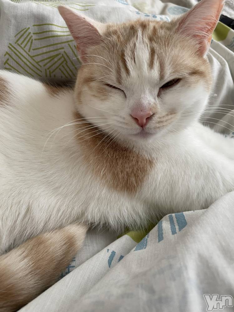 ���ܥ���Х��顦�����CLUB HEARTS(����֥ϡ���) ��ʤ�4��12���̥�֥�����🐈🐾��