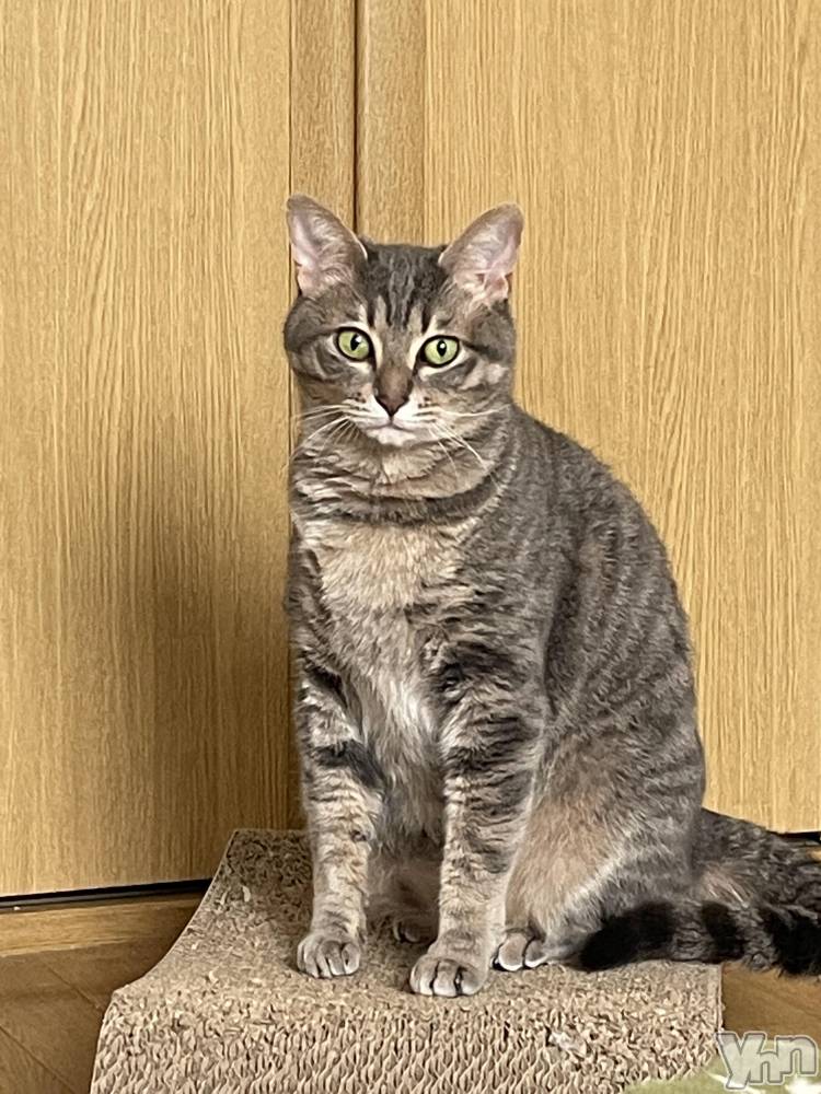 ���ܥ���Х��顦�����CLUB HEARTS(����֥ϡ���) ��ʤ�4��15���̥�֥�����ǭ��