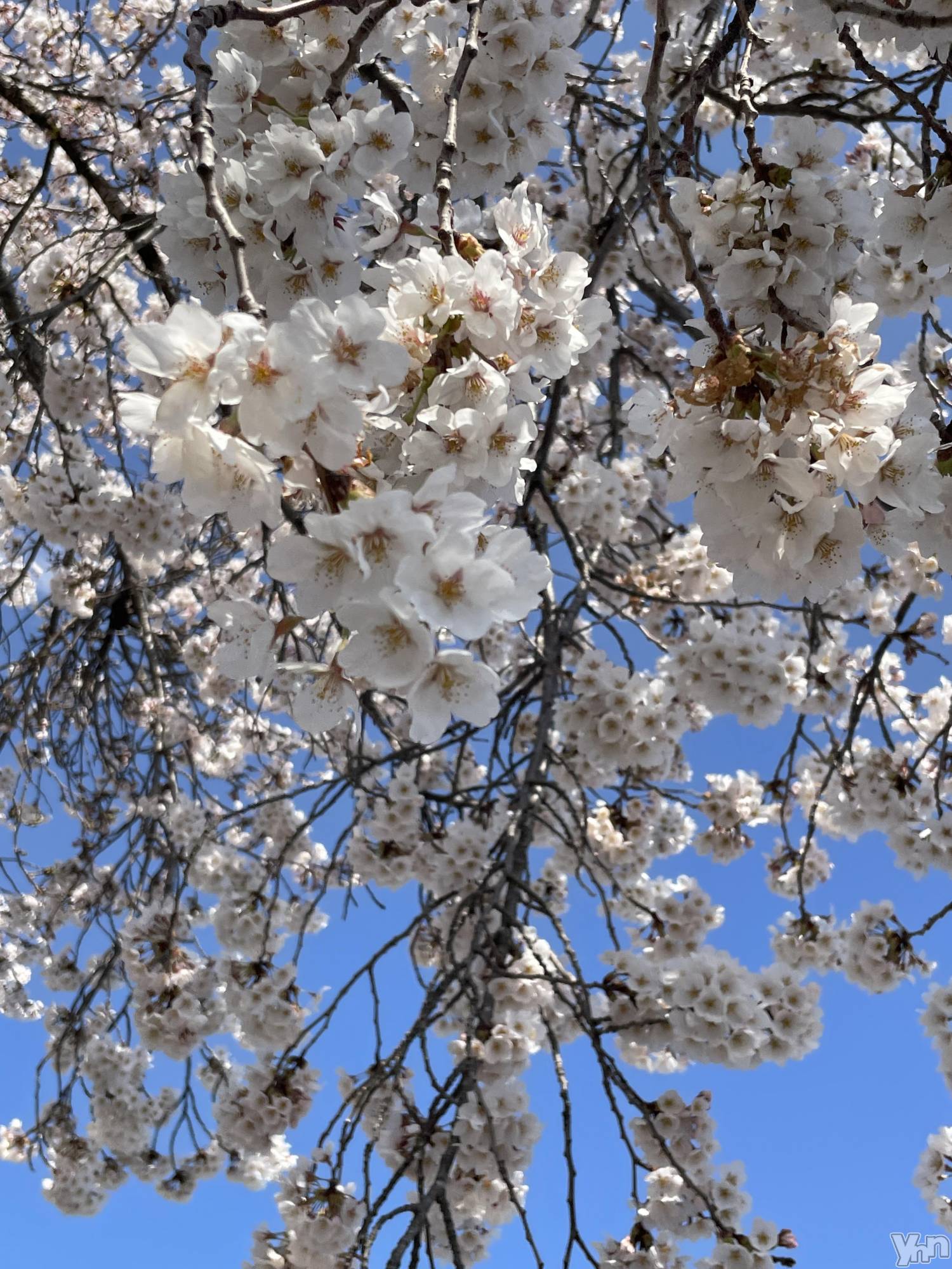 ���ܥ���Х��顦�����CLUB HEARTS(����֥ϡ���) ��2023ǯ4��20���̥�֥�����𓂃🌸𓈒𓏸��