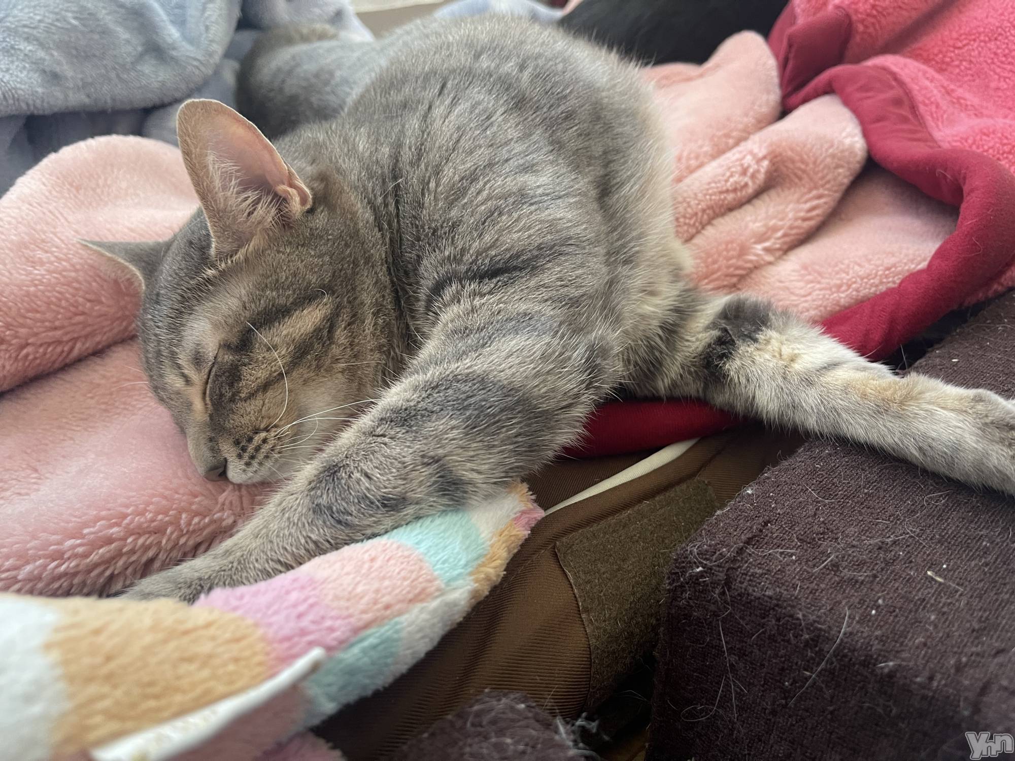 ���ܥ���Х��顦�����CLUB HEARTS(����֥ϡ���) ��2023ǯ4��28���̥�֥�����🐱��