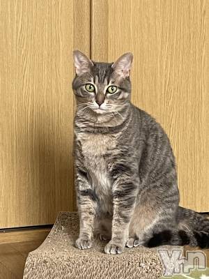 ���ܥ���Х��顦�����CLUB HEARTS(����֥ϡ���) ���(21)��4��15���̥�֥�����ǭ��