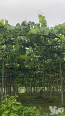 甲府デリヘル 甲府人妻隊(コウフヒトヅマタイ) しま(40)の6月10日写メブログ「おはようございます。6/10」