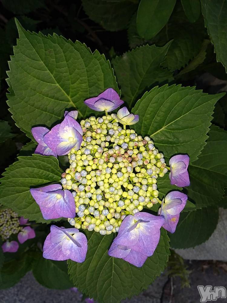 富士吉田デリヘルThree＆Men’s Spa 河口湖(スリー＆メンズスパ) まりこスリー(60)の6月10日写メブログ「ありがとうございました🎵」