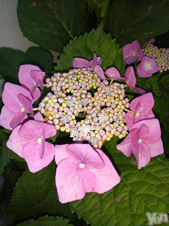 富士吉田デリヘルThree＆Men’s Spa 河口湖(スリー＆メンズスパ) まりこスリー(60)の6月9日写メブログ「ありがとう🎵」