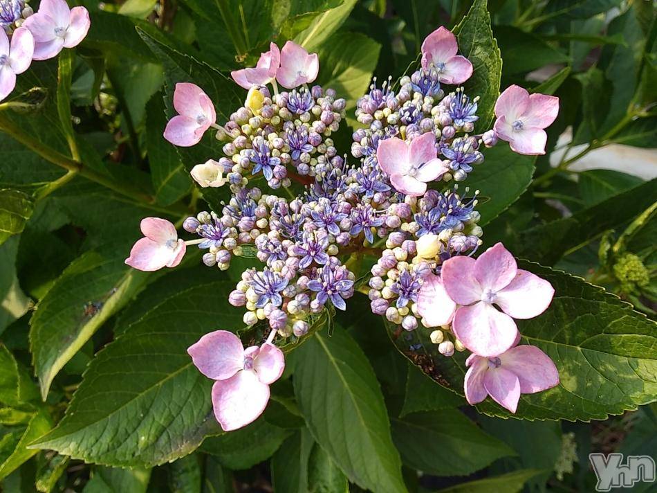 富士吉田デリヘルThree＆Men’s Spa 河口湖(スリー＆メンズスパ) まりこスリー(60)の6月12日写メブログ「おやすみなさい」