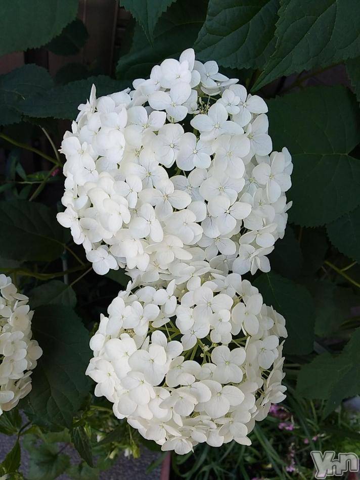 富士吉田デリヘルThree＆Men’s Spa 河口湖(スリー＆メンズスパ) まりこスリー(60)の6月24日写メブログ「ありがとうございました(^^)」