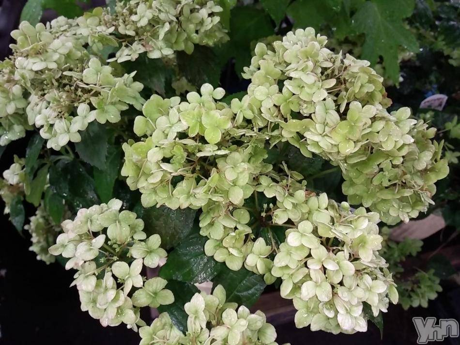 富士吉田デリヘルThree＆Men’s Spa 河口湖(スリー＆メンズスパ) まりこスリー(60)の6月25日写メブログ「ありがとうございました(^^)」