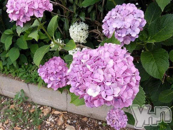 富士吉田デリヘルThree＆Men’s Spa 河口湖(スリー＆メンズスパ) まりこスリー(60)の7月2日写メブログ「ありがとう(^^)」