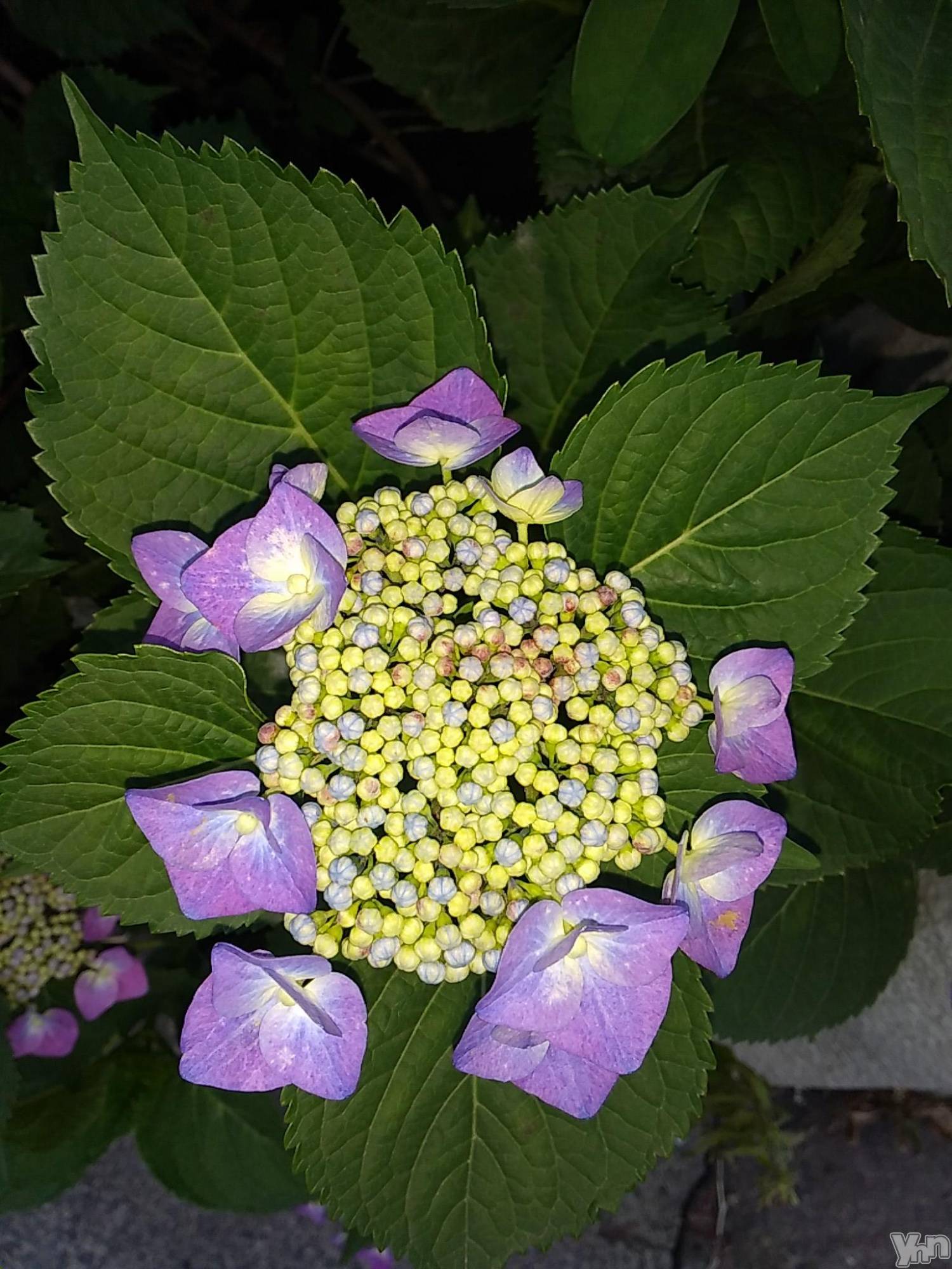 富士吉田デリヘルThree＆Men’s Spa 河口湖(スリー＆メンズスパ)まりこスリー(60)の2023年6月10日写メブログ「ありがとうございました🎵」