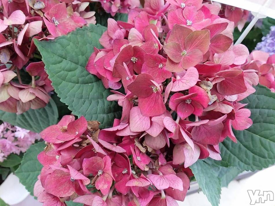 富士吉田デリヘルThree＆Men’s Spa 河口湖(スリー＆メンズスパ)まりこスリー(60)の2023年6月26日写メブログ「ありがとうございました(^^)」