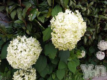 富士吉田デリヘルThree＆Men’s Spa 河口湖(スリー＆メンズスパ)まりこスリー(60)の2024年6月30日写メブログ「ありがとう💕」