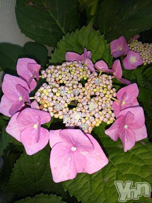 富士吉田デリヘルThree＆Men’s Spa 河口湖(スリー＆メンズスパ)まりこスリー(60)の2025年6月15日写メブログ「ありがとう(^^)」