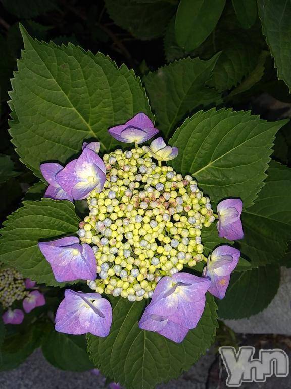 富士吉田デリヘルThree＆Men’s Spa 河口湖(スリー＆メンズスパ)まりこスリー(60)の2025年6月16日写メブログ「ありがとう(^^)」