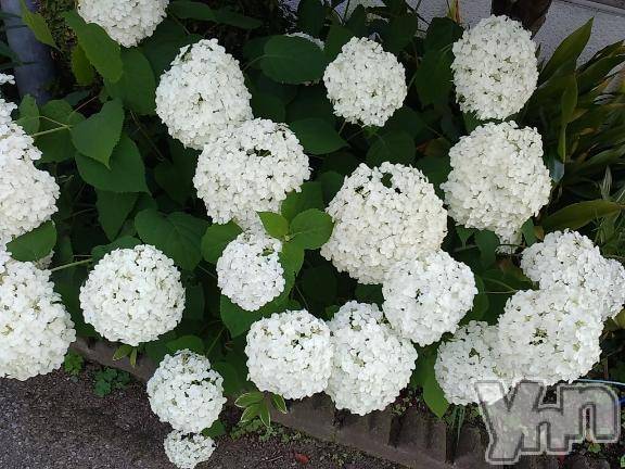 富士吉田デリヘルThree＆Men’s Spa 河口湖(スリー＆メンズスパ)まりこスリー(60)の2025年6月26日写メブログ「ありがとう??」