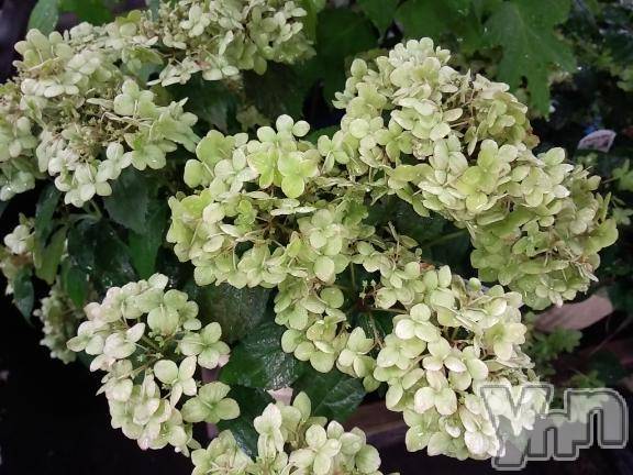 富士吉田デリヘルThree＆Men’s Spa 河口湖(スリー＆メンズスパ)まりこスリー(60)の2025年7月1日写メブログ「ありがとう(^^)」