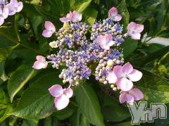 富士吉田デリヘルThree＆Men’s Spa 河口湖(スリー＆メンズスパ) まりこスリー(60)の6月12日写メブログ「おやすみなさい」