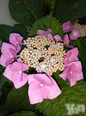 富士吉田デリヘル Three＆Men’s Spa 河口湖(スリー＆メンズスパ) まりこスリー(60)の6月9日写メブログ「ありがとう🎵」