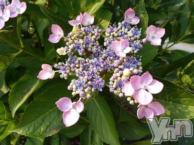 富士吉田デリヘル Three＆Men’s Spa 河口湖(スリー＆メンズスパ) まりこスリー(60)の6月12日写メブログ「おやすみなさい」