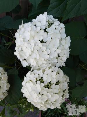 富士吉田デリヘル Three＆Men’s Spa 河口湖(スリー＆メンズスパ) まりこスリー(60)の6月24日写メブログ「ありがとうございました(^^)」