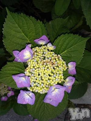 富士吉田デリヘル Three＆Men’s Spa 河口湖(スリー＆メンズスパ) まりこスリー(60)の6月16日写メブログ「ありがとう(^^)」