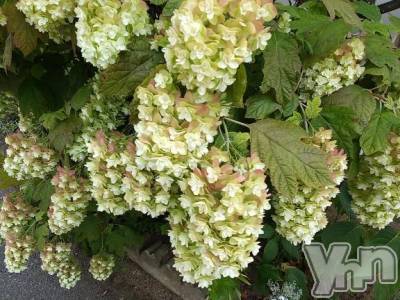 富士吉田デリヘル Three＆Men’s Spa 河口湖(スリー＆メンズスパ) まりこスリー(60)の7月13日写メブログ「ありがとう(^-^)」