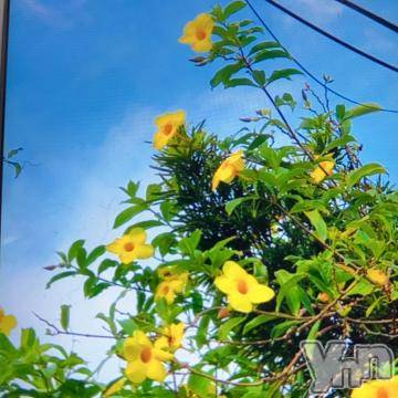 甲府デリヘル山梨デリヘル　絆　甲府店(ヤマナシデリヘル　キズナ　コウフテン) おとは(38)の7月9日写メブログ「お礼☆」