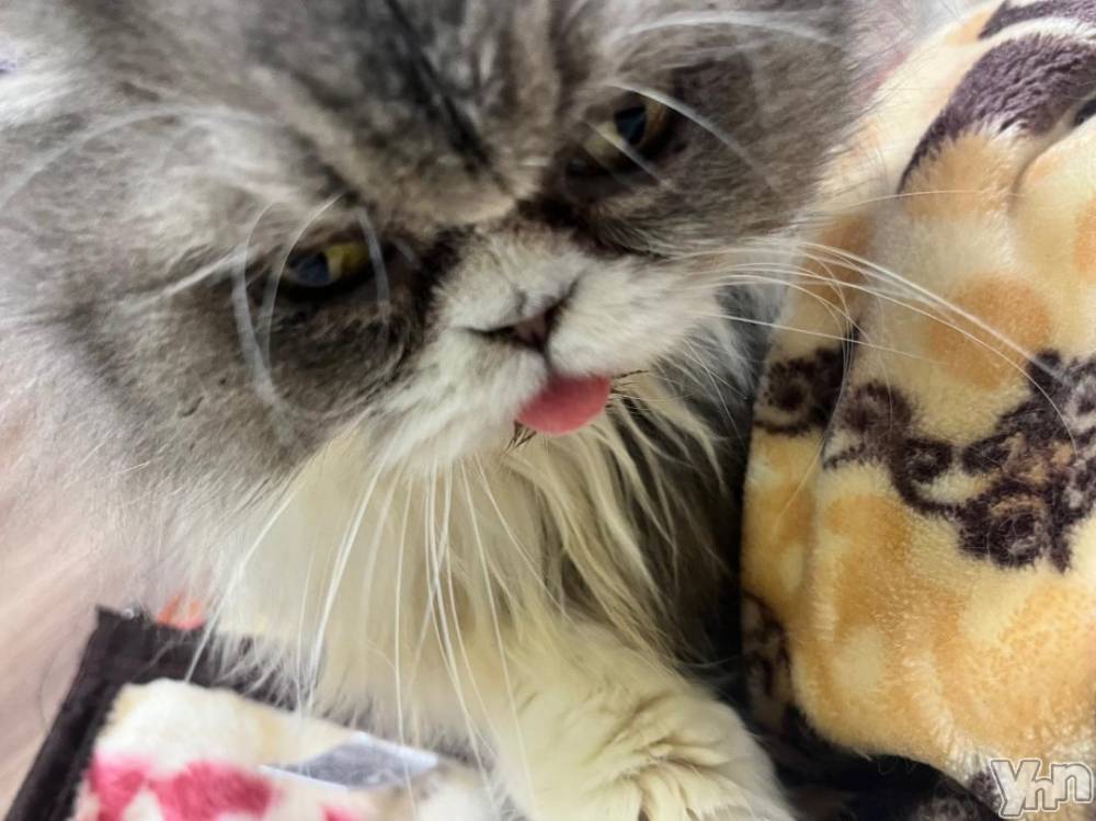 甲府ソープ石蹄(セキテイ) みりあ(23)の12月6日写メブログ「もうほんとむり！！」