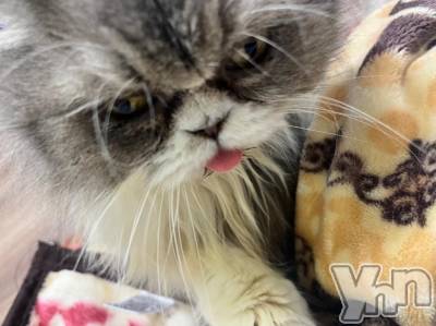 甲府ソープ 石蹄(セキテイ) みりあ(23)の12月6日写メブログ「もうほんとむり！！」