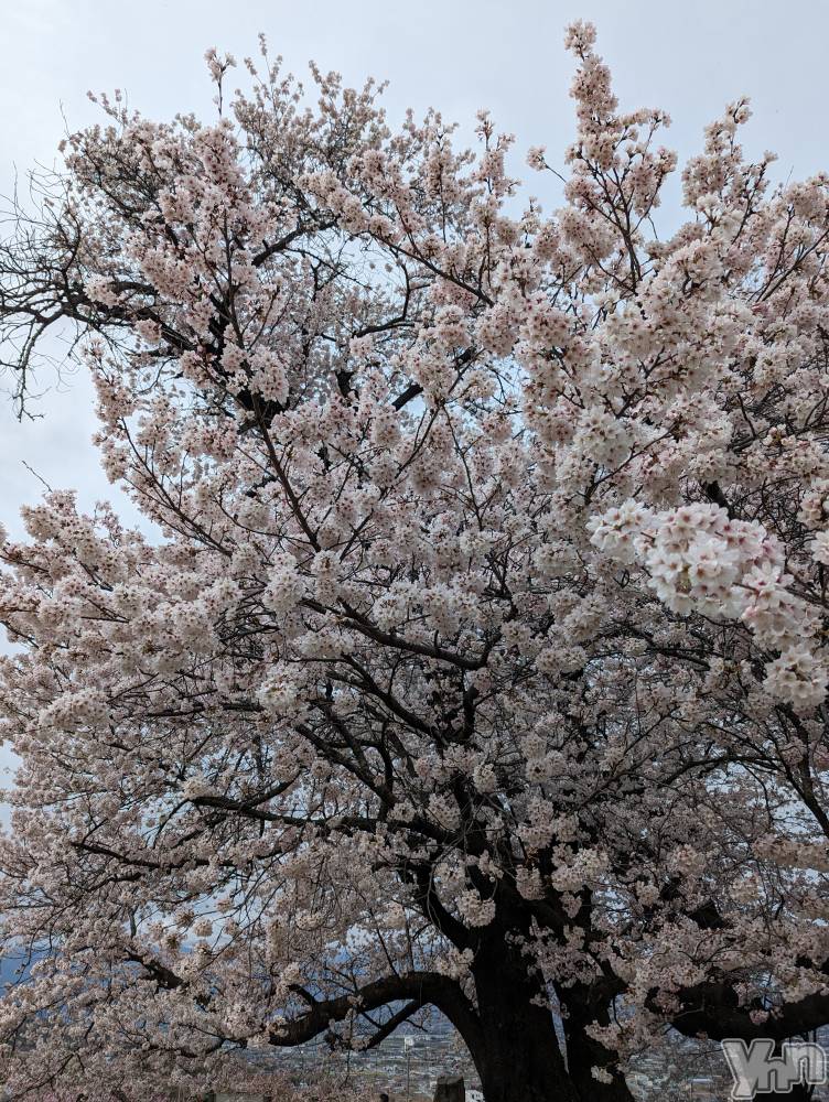 ���ܥ���Х��顦�����CLUB WONDER(����� ������) ��������3��28���̥�֥����ֺ�����ͽ�ۡ�