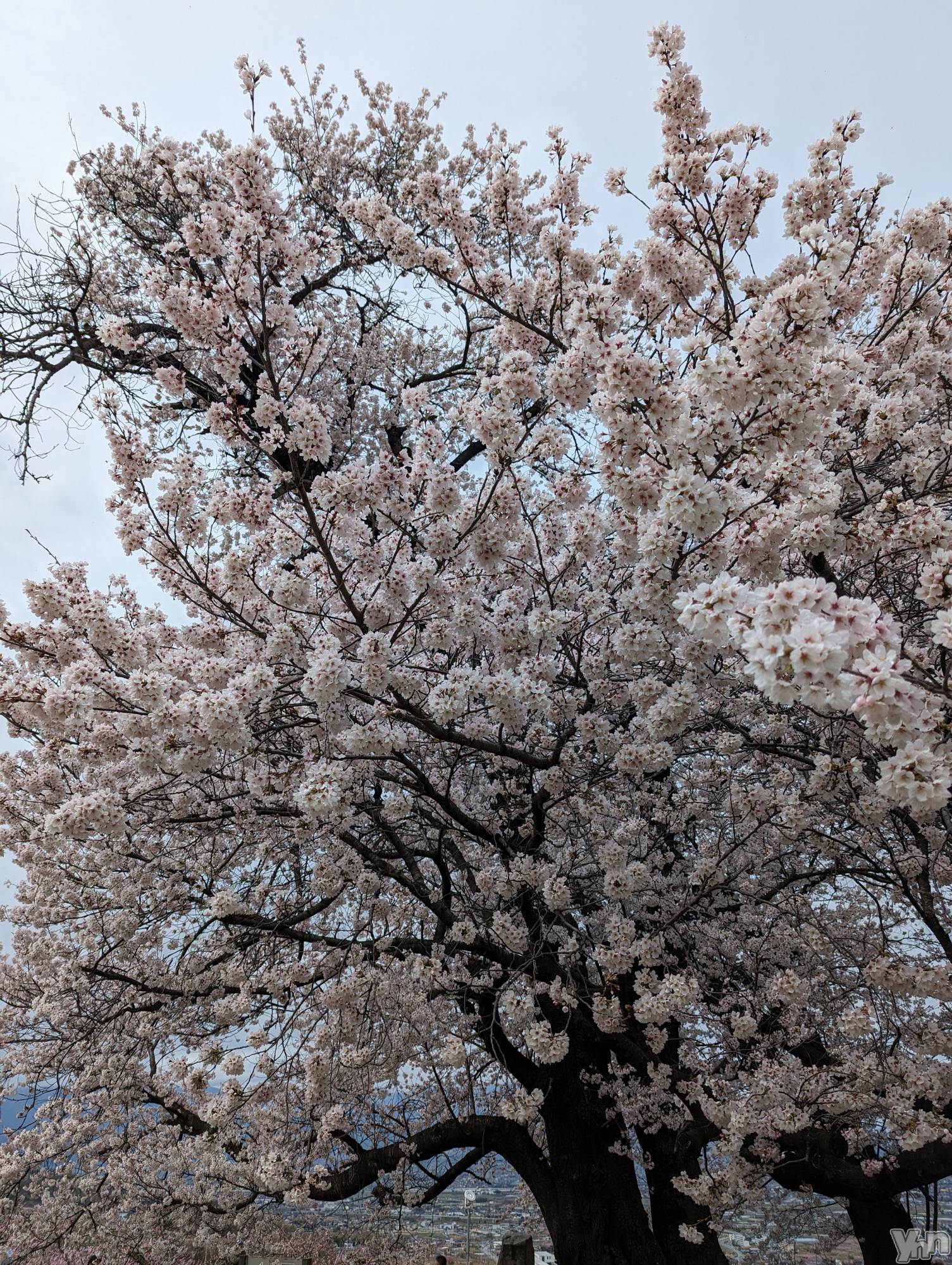 ���ܥ���Х��顦�����CLUB WONDER(����� ������) ��2024ǯ3��28���̥�֥����ֺ�����ͽ�ۡ�